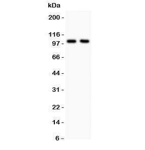 GLUR1 Antibody