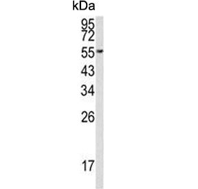 EEF1A1/2 Antibody