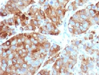 CD63 Antibody / LAMP-3