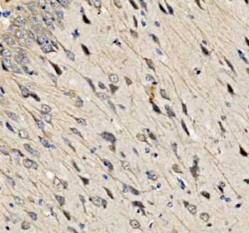 Sur8 Antibody / Shoc2