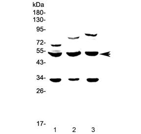 GSK3 alpha Antibody / GSK3A