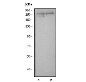 Talin 2 Antibody