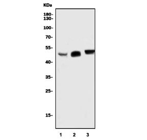 SOX7 Antibody