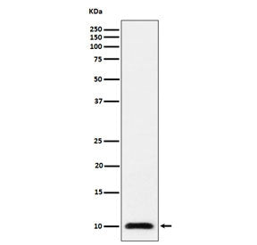 UBA52 Antibody / 60S ribosomal protein L40