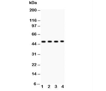 MBD2 Antibody