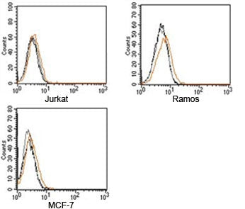 Rabbit Isotype Control Polyclonal Antibody