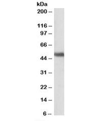 Western blot testing of human cerebellum lysate with GPR83 antibody at 1ug/ml. Predicted molecular w
