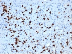 IHC staining of FFPE human bone marrow with Myeloperoxidase antibody (clone MPO/7118). HIER: boil ti