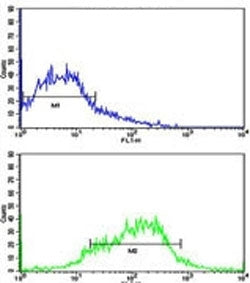 EphA1 Antibody