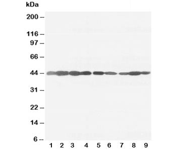Beta-Actin Antibody