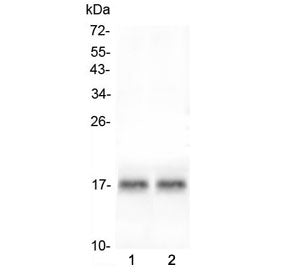 Atrial Natriuretic Peptide/Factor Antibody