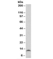 TFF3 Antibody