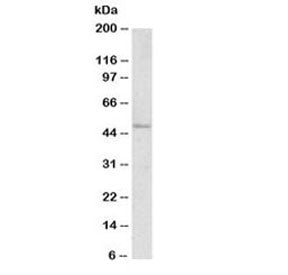 FOXL2 Antibody
