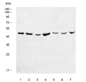 BSCL2 Antibody / Seipin