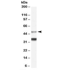 Orexin receptor Antibody