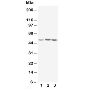 NR1H3 Antibody (LXR alpha)