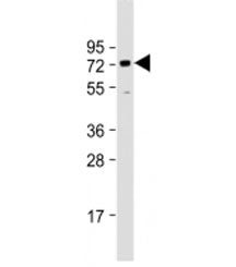 BANP Antibody
