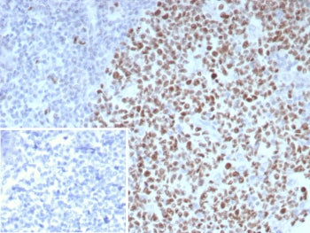 Bcl6 Antibody