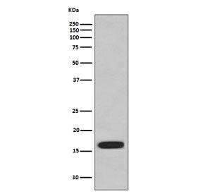 CD59 Antibody