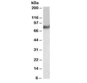 TRIM55 Antibody