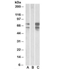 Neurexin 1 Antibody