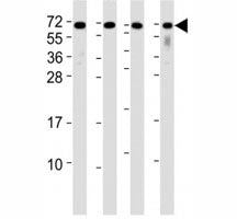 CD63 Antibody