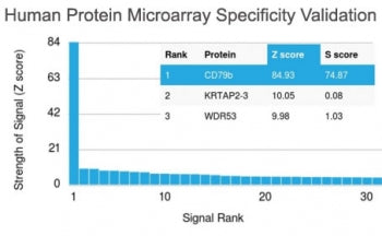 CD79b Antibody