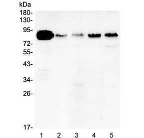 Cortactin Antibody