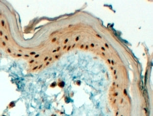 TFAP2C Antibody