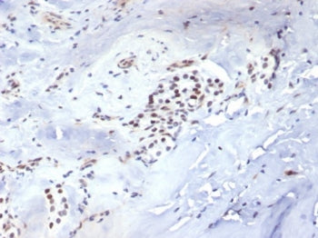 Brachyury Antibody / Protein T / TBXT