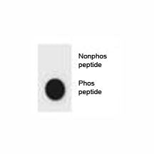 CDKN2A Antibody (phospho-S8)
