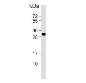 LXN Antibody / Latexin