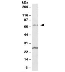 SLC6A12 Antibody