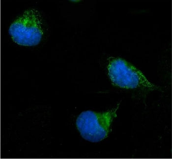 Immunofluorescent staining of FFPE human U-2 OS cells with ERAB antibody (green) and DAPI nuclear st