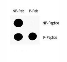 p53 Antibody (phospho-S9)