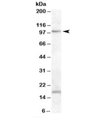 MARCH6 Antibody