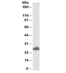 Western blot testing of human placenta lysate with TRIM40 antibody at 0.5ug/ml. Predicted molecular