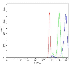 RORB Antibody / ROR beta