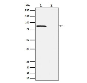 Rad17 Antibody (pS656)