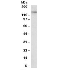 TTLL4 Antibody