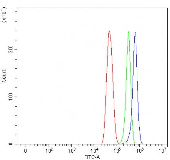 NT5DC3 Antibody