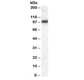 GPR94 Antibody