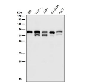 All lanes use the antibody at 1:3K dilution for 1 hour at room temperature. Expected size for c-Src