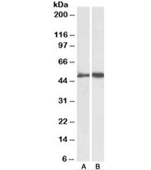 Fibrinogen gamma chain Antibody