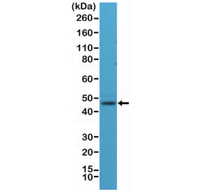 NeuN Antibody / Fox3 (N-Terminal)
