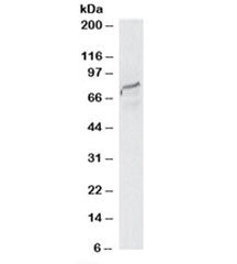 SPG20 Antibody
