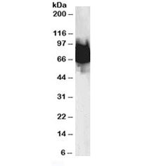 KLF4 Antibody