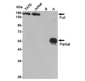 HDAC6 Antibody