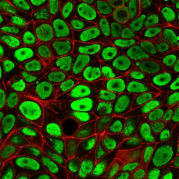 ICC staining of paraformaldehyde-fixed human MCF7 cells with Nuclear Antigen antibody (green, clone