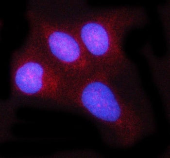 Immunofluorescent staining of FFPE human U-2 OS cells with REL antibody (red) and DAPI nuclear stain